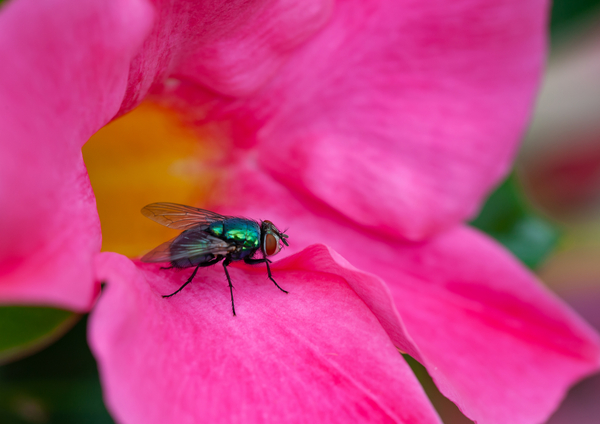 Insekter i luften – et undervisningsmateriale til naturteknologi indskoling