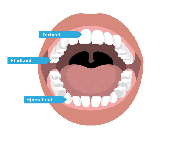 Tænder – et undervisningsmateriale til naturteknologi indskoling