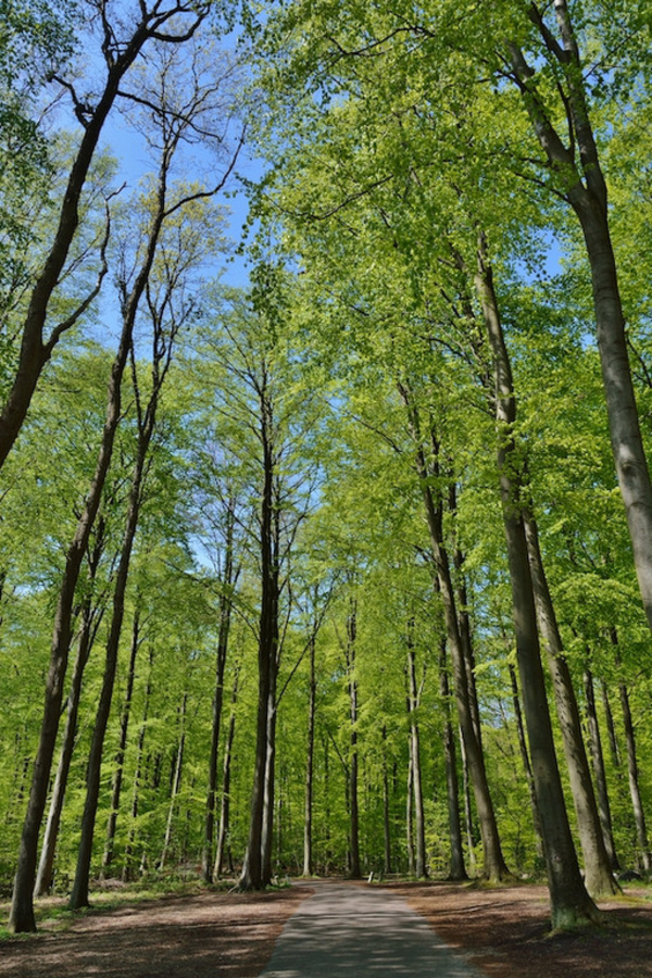 I skoven – et undervisningsmateriale til naturteknologi indskoling