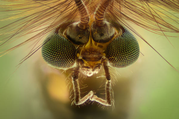 Insektets opbygning – et undervisningsmateriale til naturteknologi indskoling