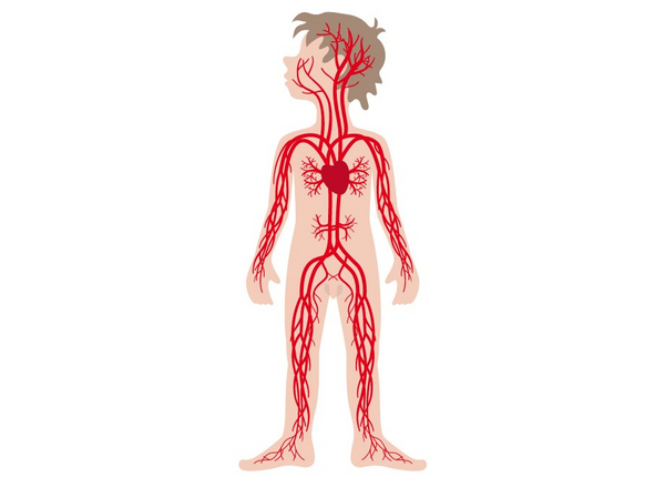 Blodet i din krop – et undervisningsmateriale til naturteknologi indskoling