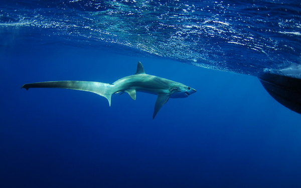 Hajer – et undervisningsmateriale til naturteknologi indskoling