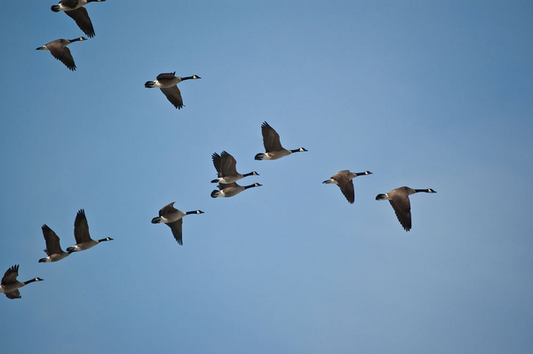 Fugle kan flytte langt – et undervisningsmateriale til naturteknologi indskoling
