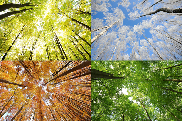 Skoven året igennem – et undervisningsmateriale til naturteknologi indskoling
