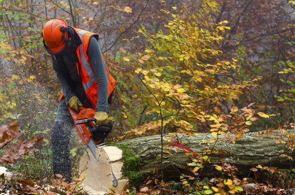 På arbejde i skoven – et undervisningsmateriale til naturteknologi indskoling