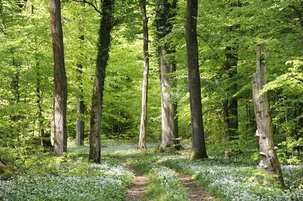 Europas skove  loevskov   pfalztv  Shutterstock    348304037