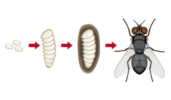 Insekter i luften – et undervisningsmateriale til naturteknologi indskoling