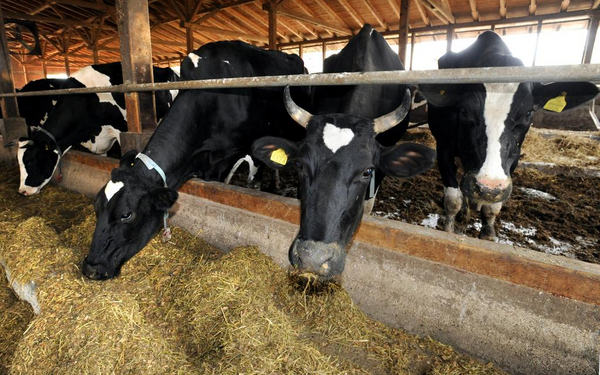 Mælken kommer fra en ko – et undervisningsmateriale til naturteknologi indskoling